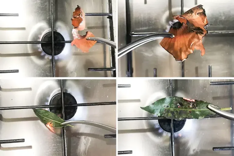 bay leaf and burnt onion skin
