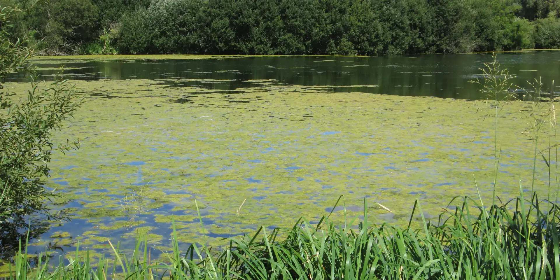 Calm lake covered with green algae, surrounded by dense trees and tall grass under a partly cloudy sky