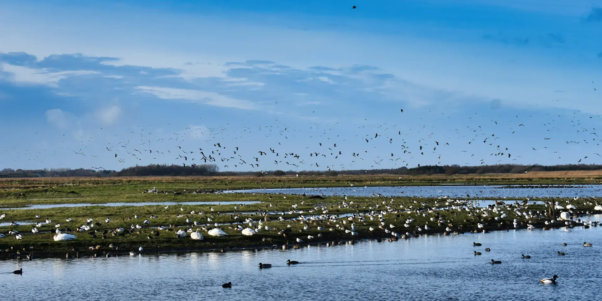 Birds soar over a serene wetland, ducks and swans on calm water, framed by blue skies and lush green reeds