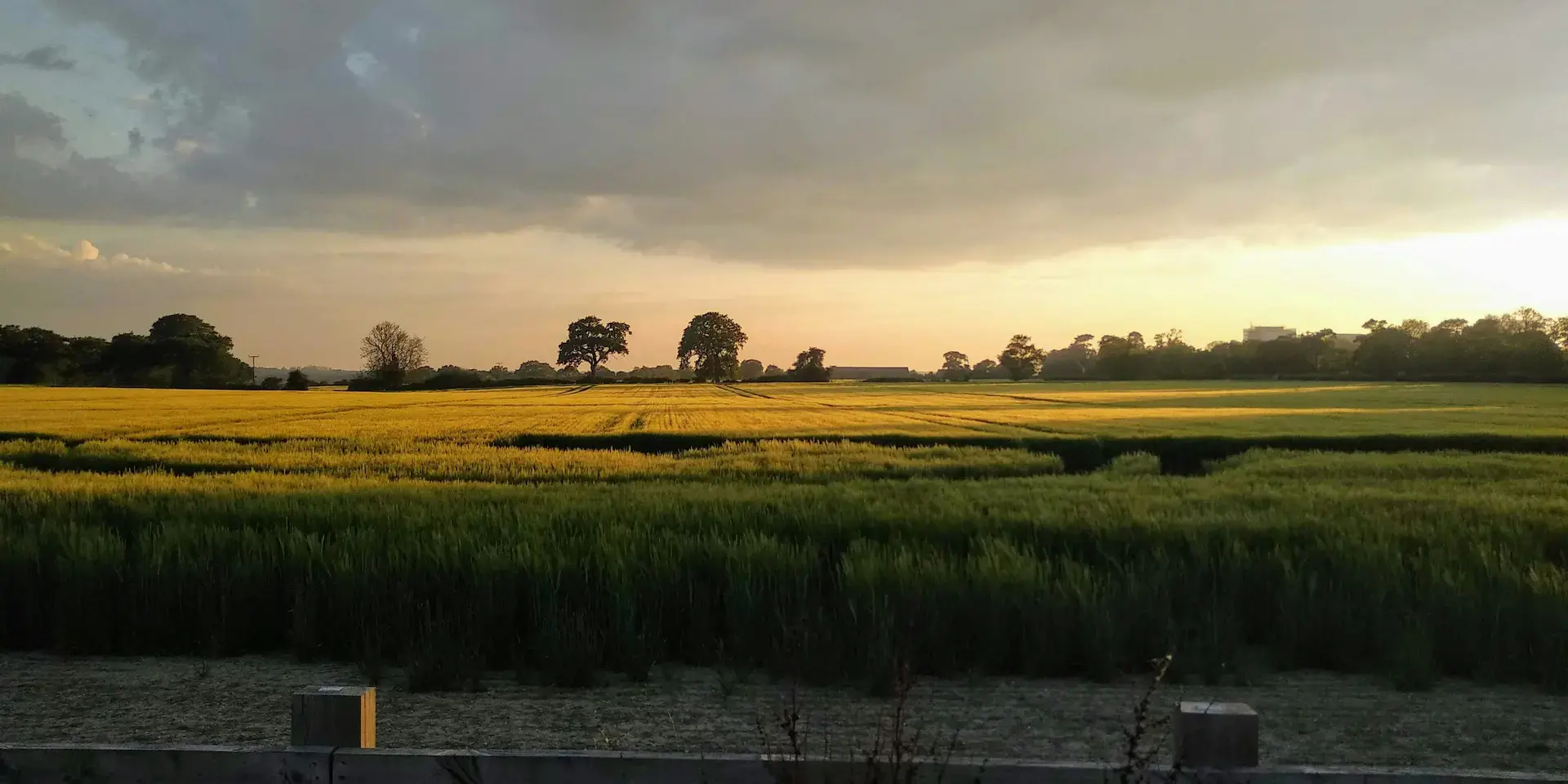 Golden fields at sunset, framed by a wooden fence, with trees silhouetted against a dramatic sky