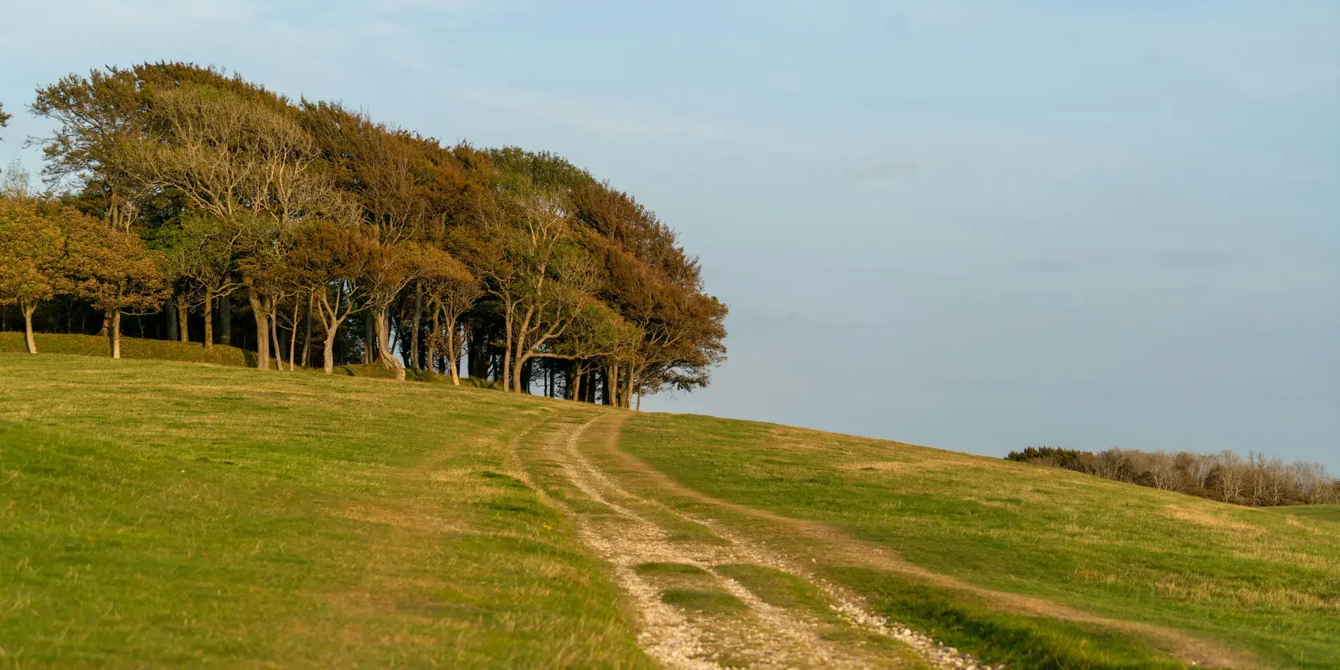 Grassy path leading to a grove of trees under a clear sky, evoking a sense of tranquility and natural beauty