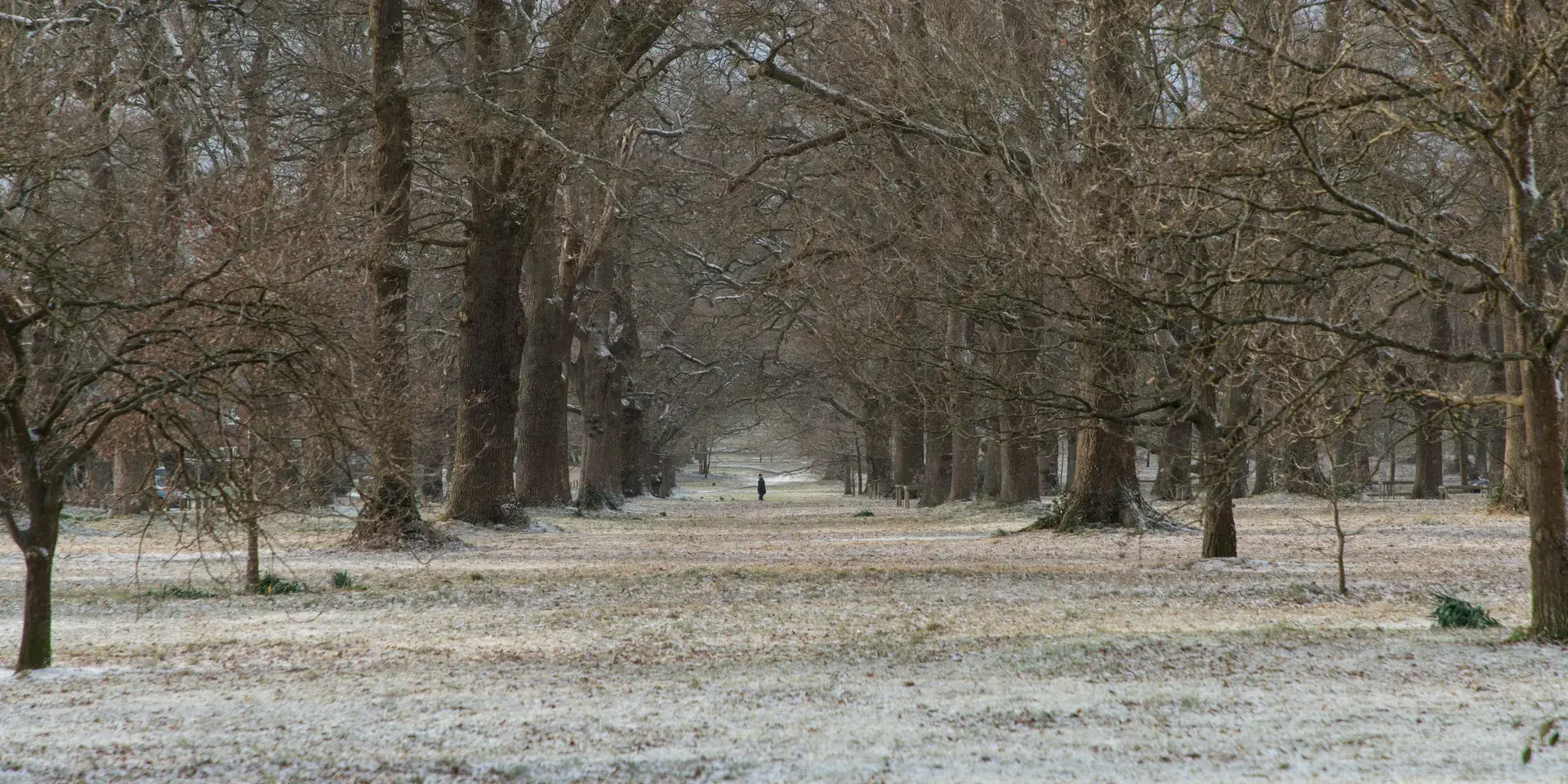 Snowy path lined with tall, bare trees in a quiet winter forest, a lone figure walking in the peaceful distance