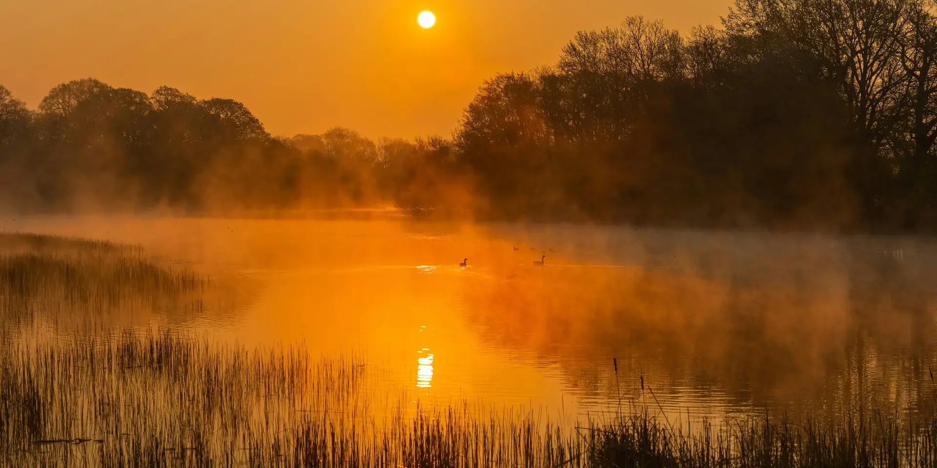Misty sunrise over a serene lake, golden light reflecting on water, with reeds and distant trees creating a tranquil scene
