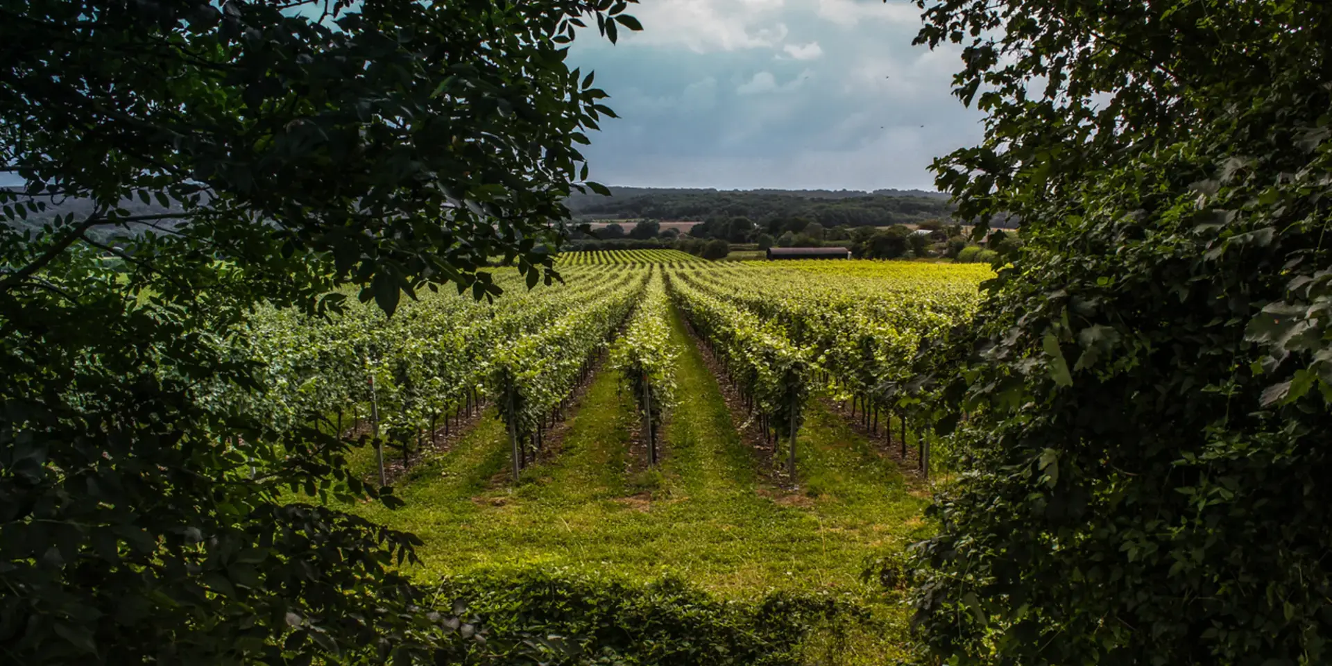 Vineyard rows framed by lush green foliage, stretching towards distant trees under a cloudy sky