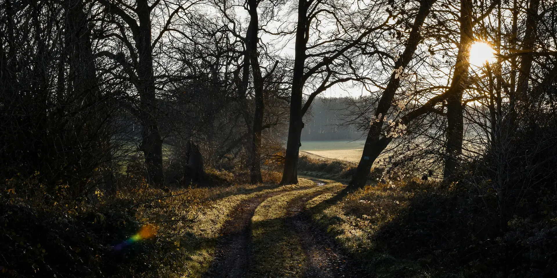 Sunlit dirt path winding through leafless trees, casting long shadows in a serene countryside setting at dawn