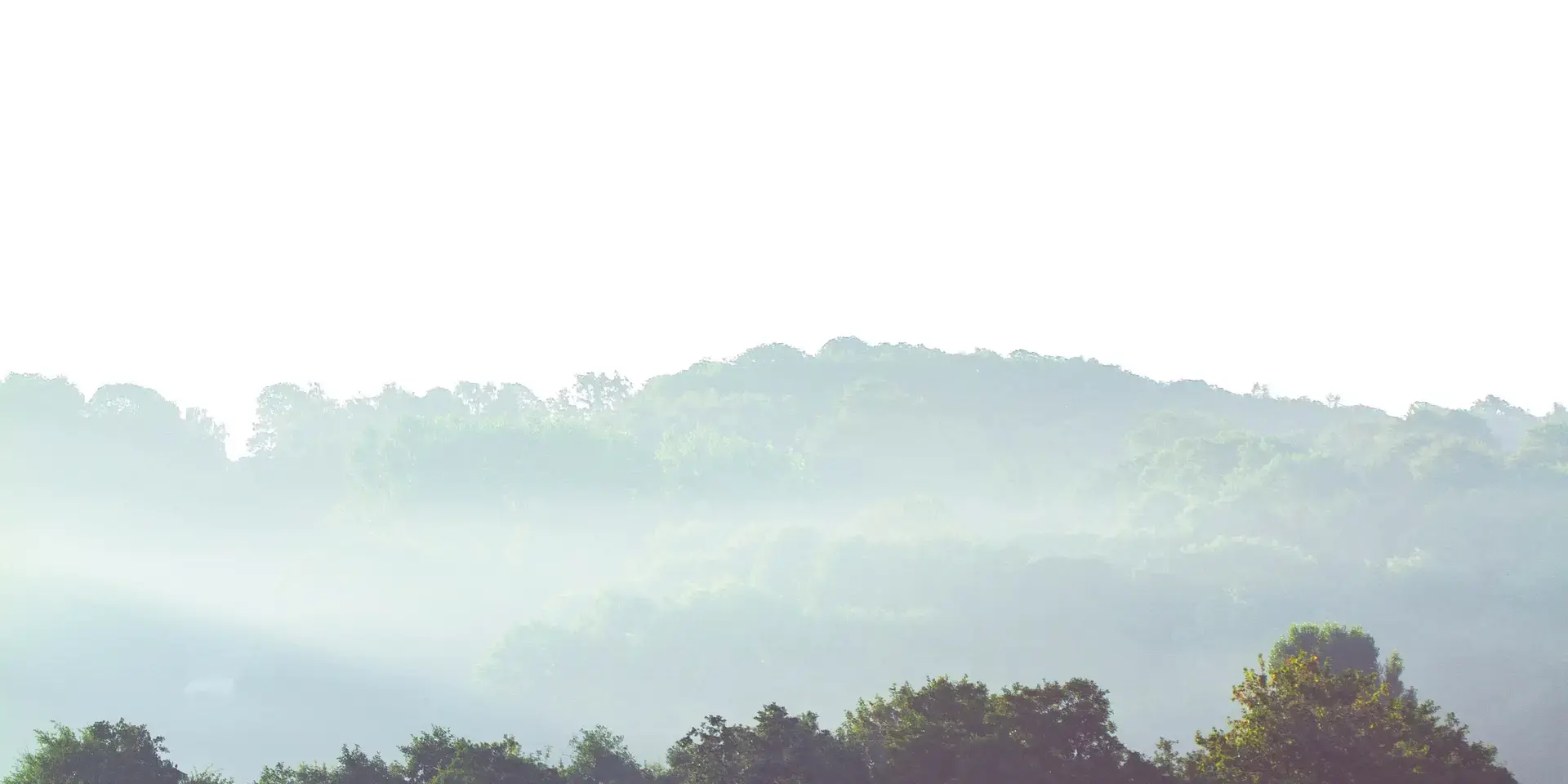 Morning mist blankets a golden field, with soft sunlight illuminating a forested hillside in the distance