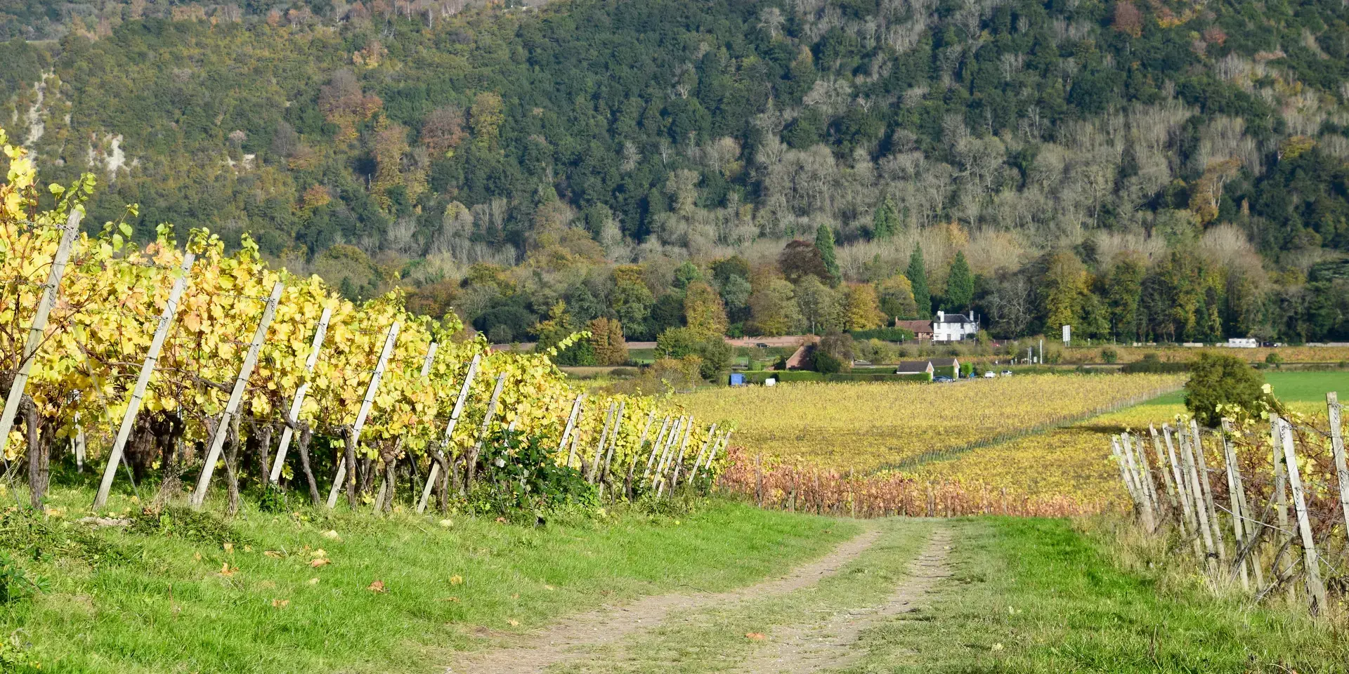 Vineyard in autumn with golden leaves, set against a backdrop of dense woodland and a quaint white cottage in the distance