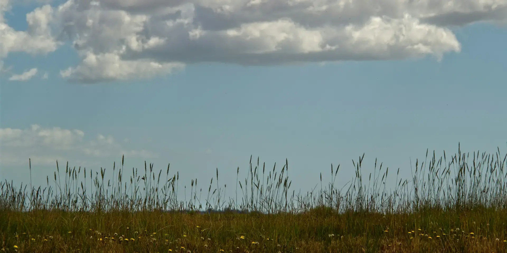 Grassy field with tall wildflowers and clear blue sky, dotted with fluffy white clouds in the background