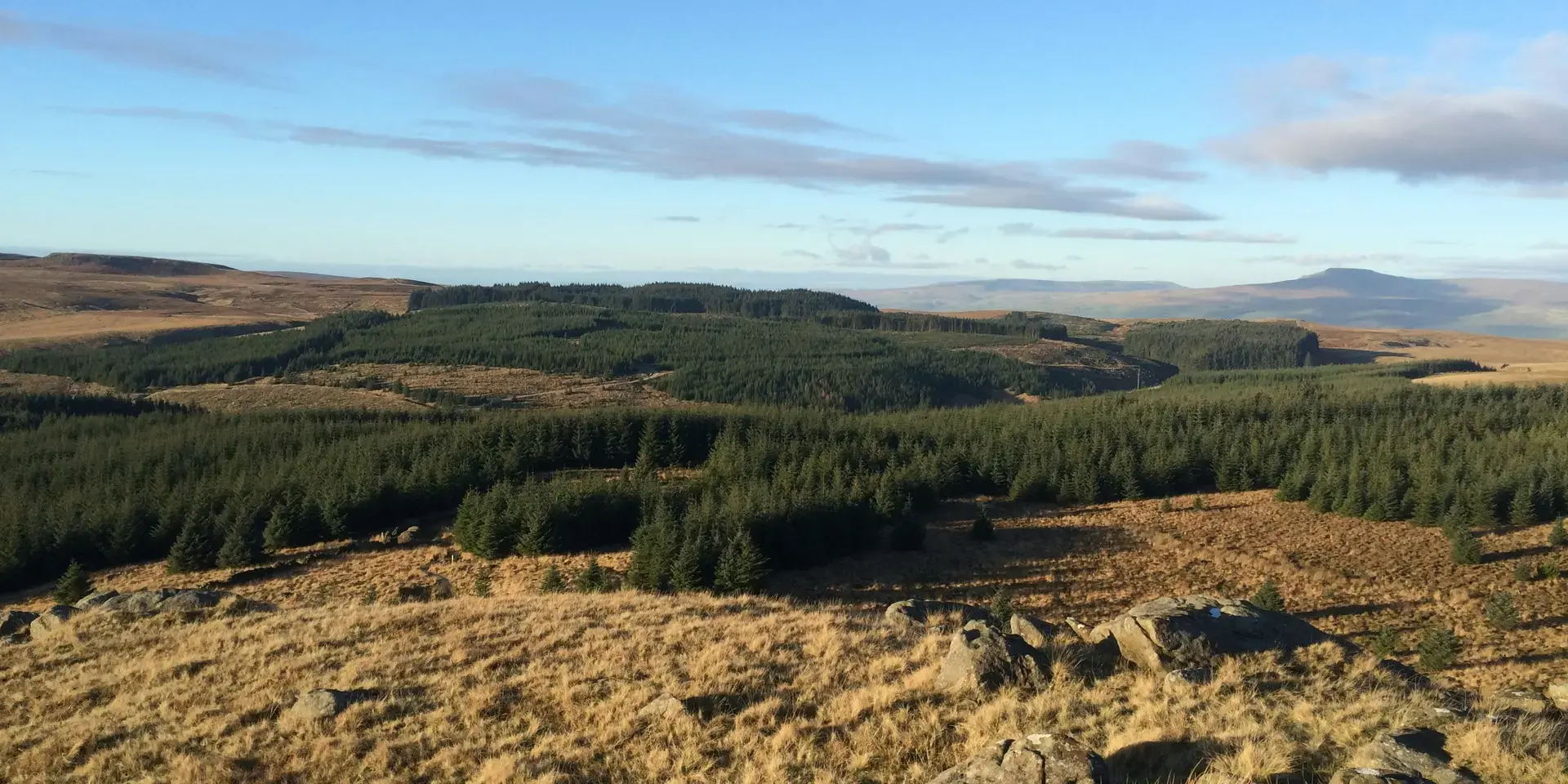 Rolling hills under a bright blue sky, dense forests stretch across the golden landscape. A tranquil countryside view unfolds