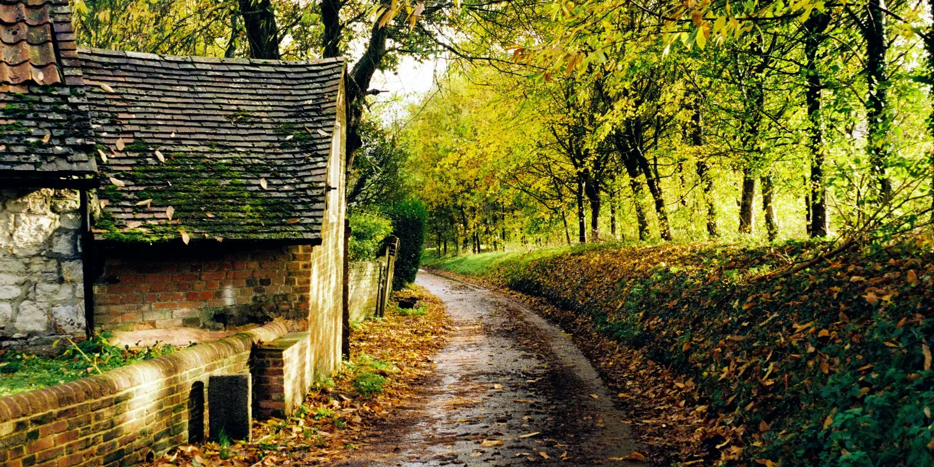 Rustic cottage with mossy roof beside a leafy autumn lane, dappled sunlight filtering through trees creating a golden glow