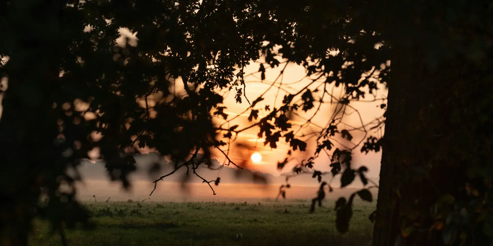 Silhouetted branches framing a misty field at sunrise, with the sun glowing softly in the orange sky
