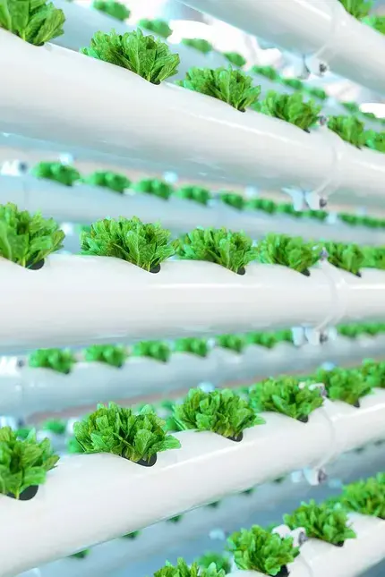 Sustainable eating