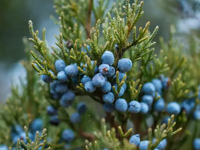 Juniper berries.