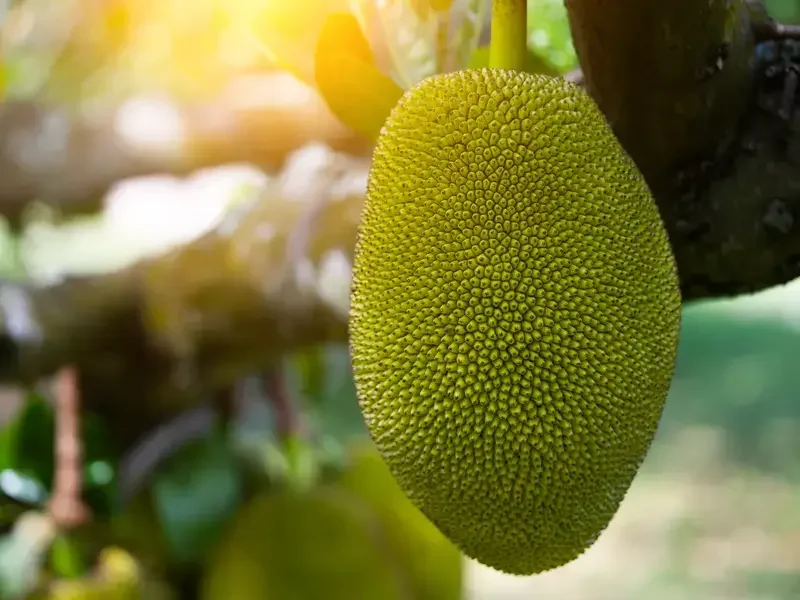 Jackfruit