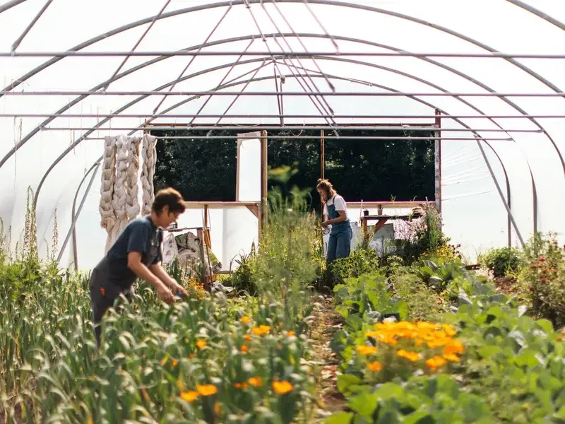 Market garden at Wilson's in Bristol.
