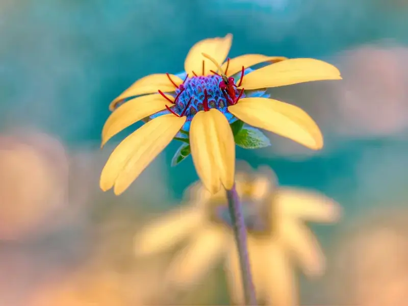 Chocolate Daisy