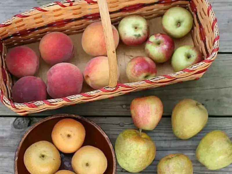 apples