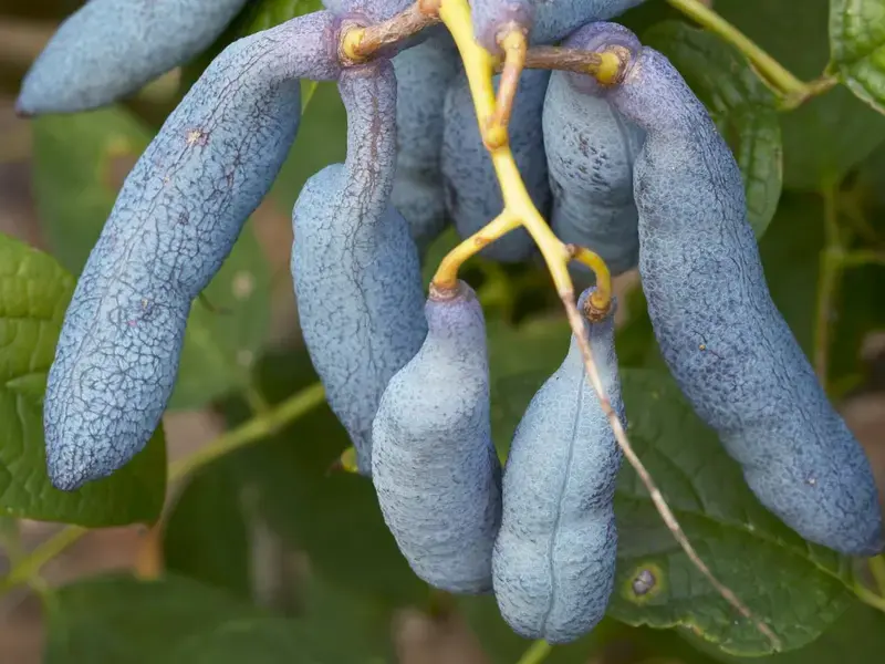 Blue sausage fruit