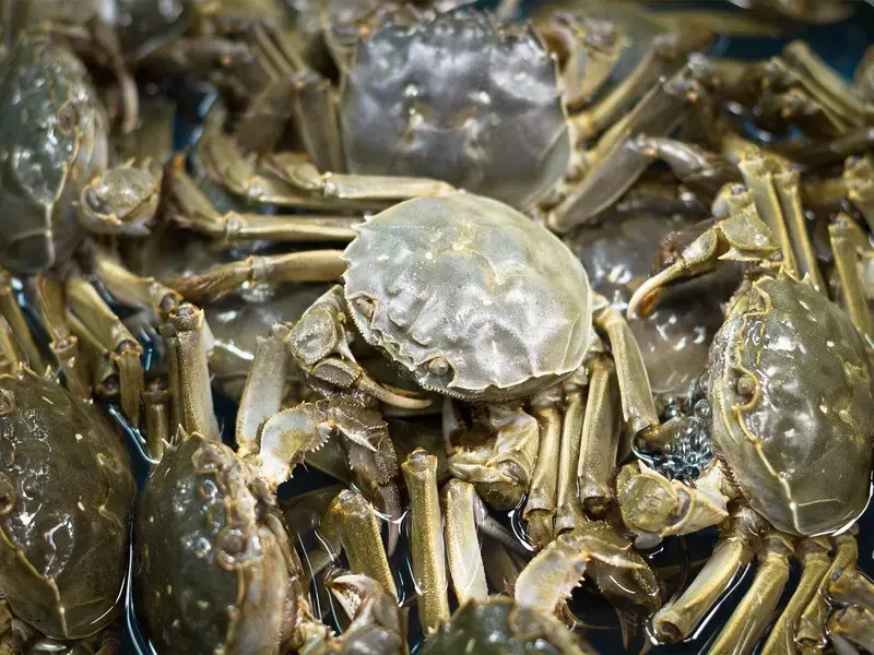 Chinese mitten crab
