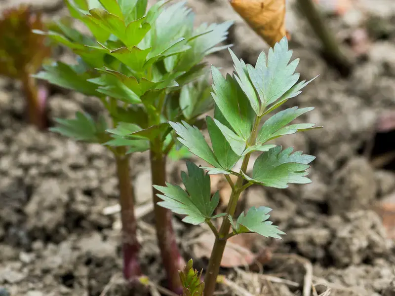 lovage