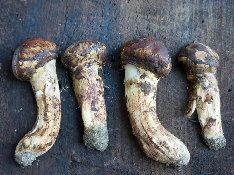 Matsutake mushroom most expensive stockfood