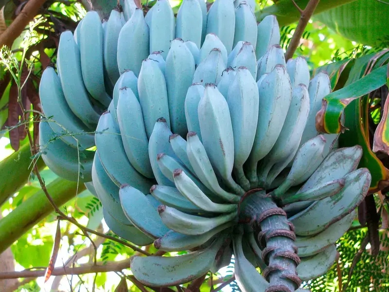 Blue Java Banana, The Smooth Banana That Tastes Like Vanilla Ice Cream