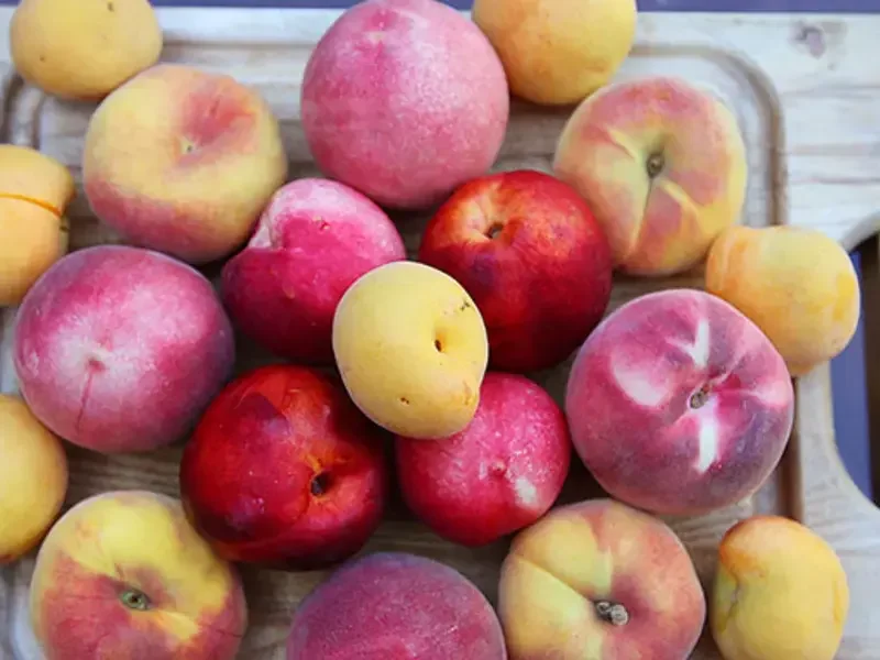 10 Fruit Hybrids Worth Recognising