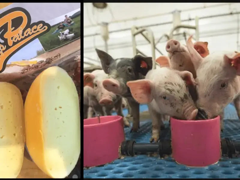 Original_11207_pig-cheese-title