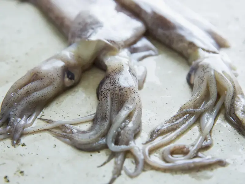 Squid Recipes:  10 Tempting Ways of Cooking with Squid