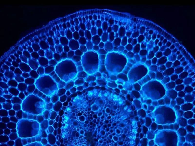 Original_12368_spheriphication-finedininglovers-tp