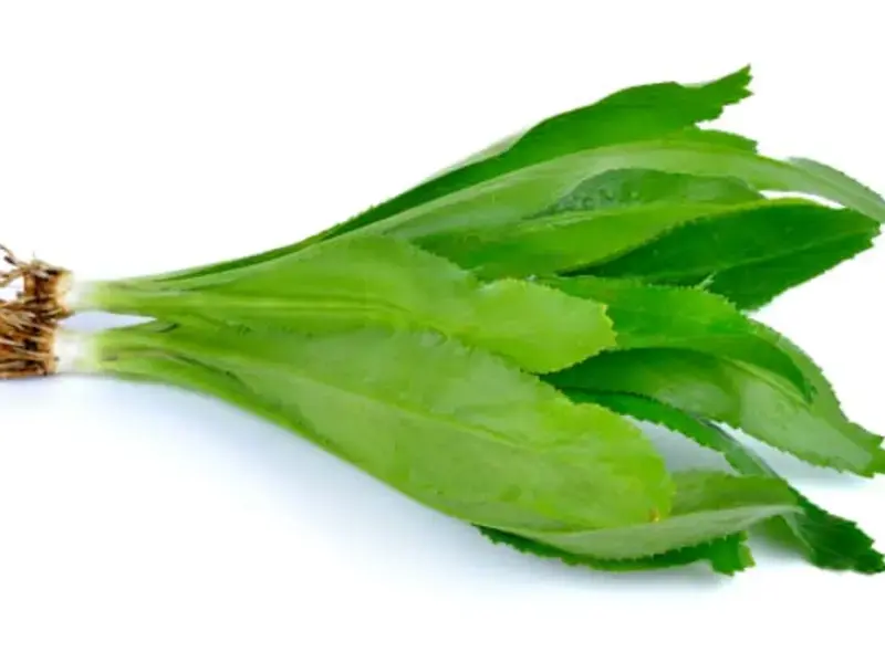 What Is Culantro? Get To Know This Caribbean Herb