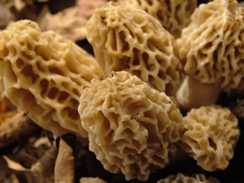 How Many Mushrooms Have You Tried?