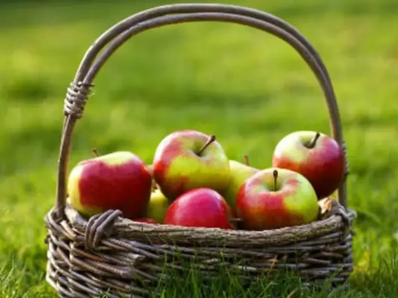 What's in Season in September?
