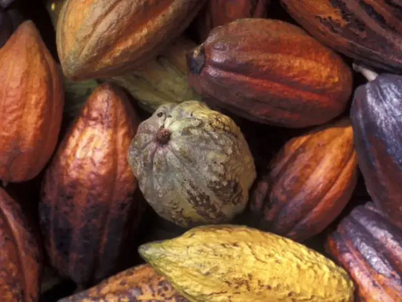 Original_13746_Cocoa-FDL-TP