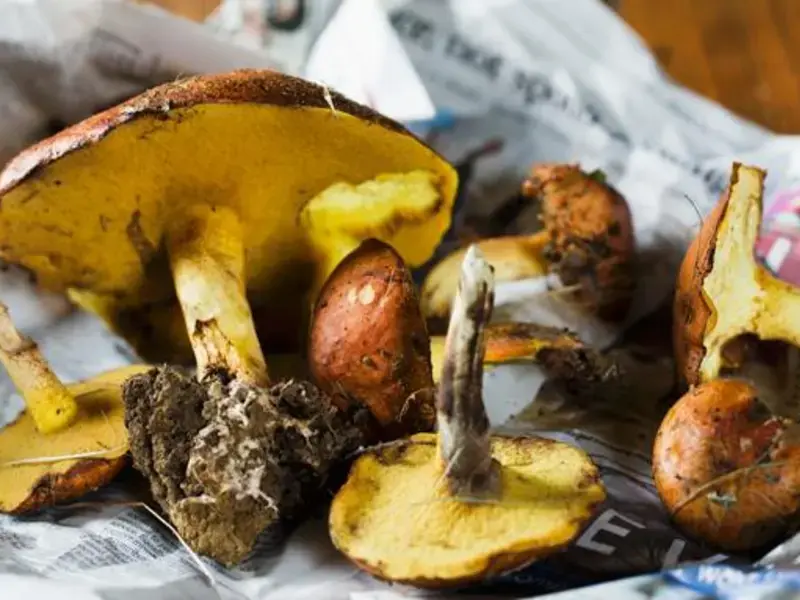 Fruits and Vegetables in season in november