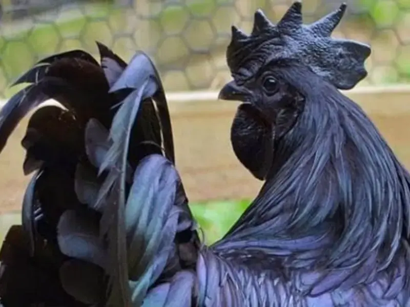 Meet the "Lamborghini of Poultry" Ayam Cemani Chicken
