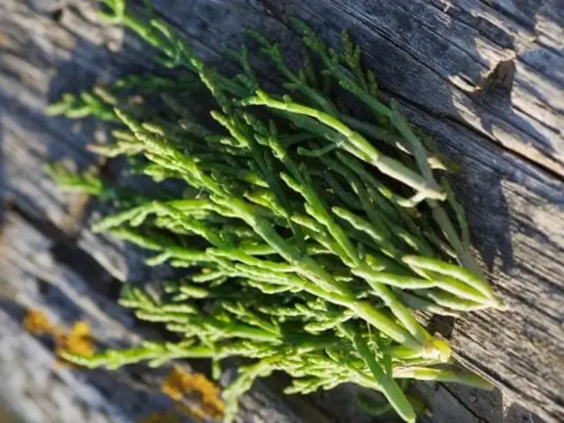 Salicornia: What You Need to Know About This Tasty Sea Bean