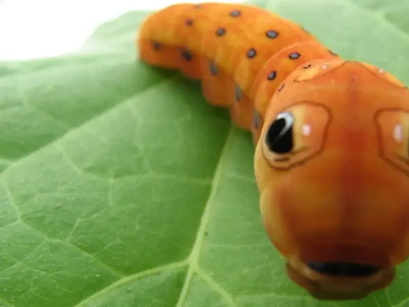 Original_1483_caterpillar