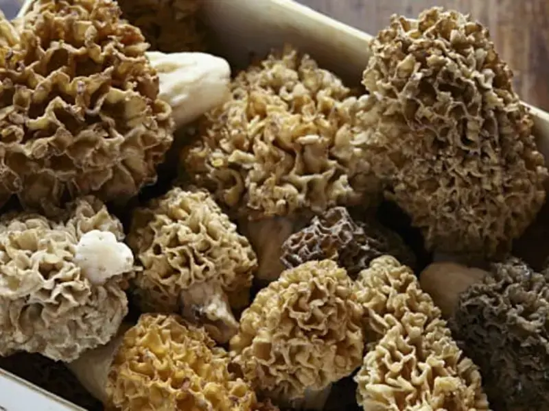 How To Clean, Prep and Cook Morel Mushrooms