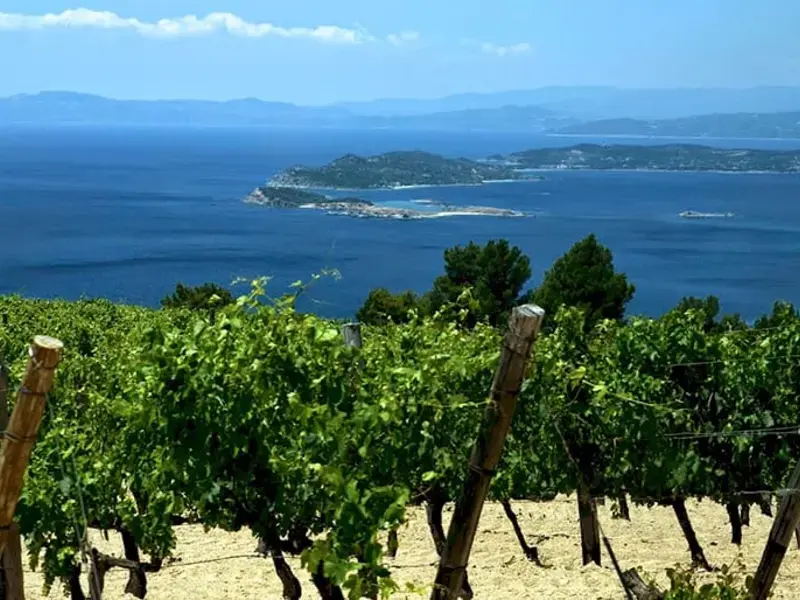 Mediterranean wines: 7 wines to try at least once in a lifetime