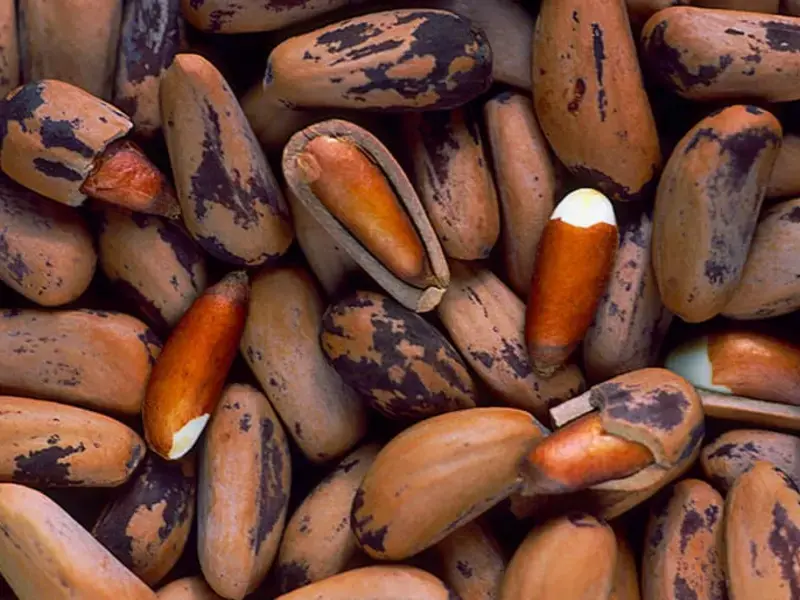 Where do pine nuts come from