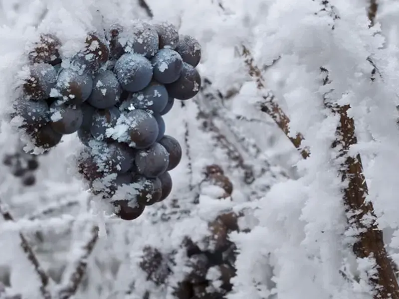 Five Ice Wines to Melt your Heart