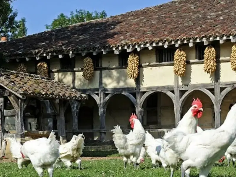 Poulet de Bresse: The Superior Chicken
