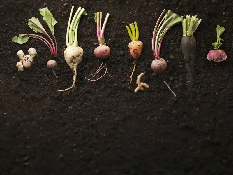 List of Root Vegetables: 11 Favourites plus Recipes