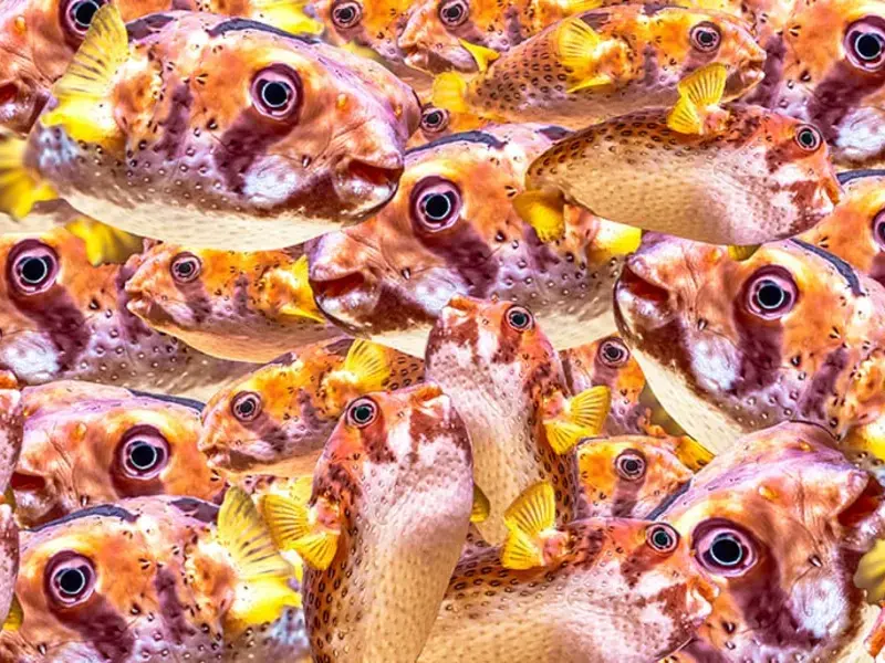 Fugu Japanese fish