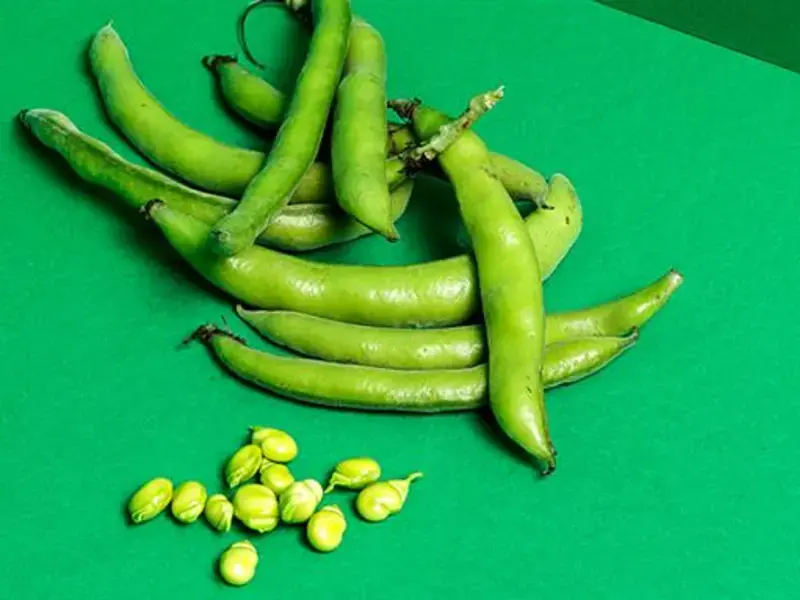 Fresh fava beans