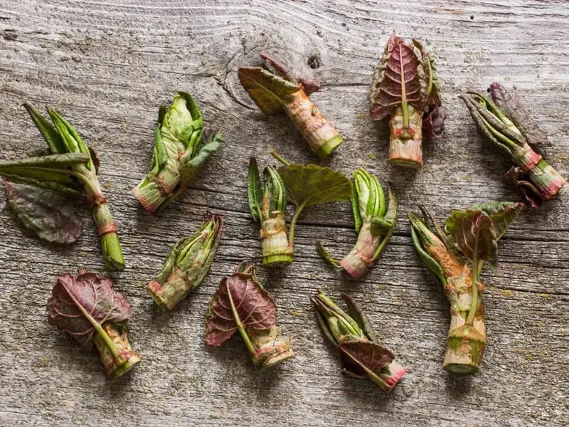 4 Recipes to Fall in Love with Japanese Knotweed