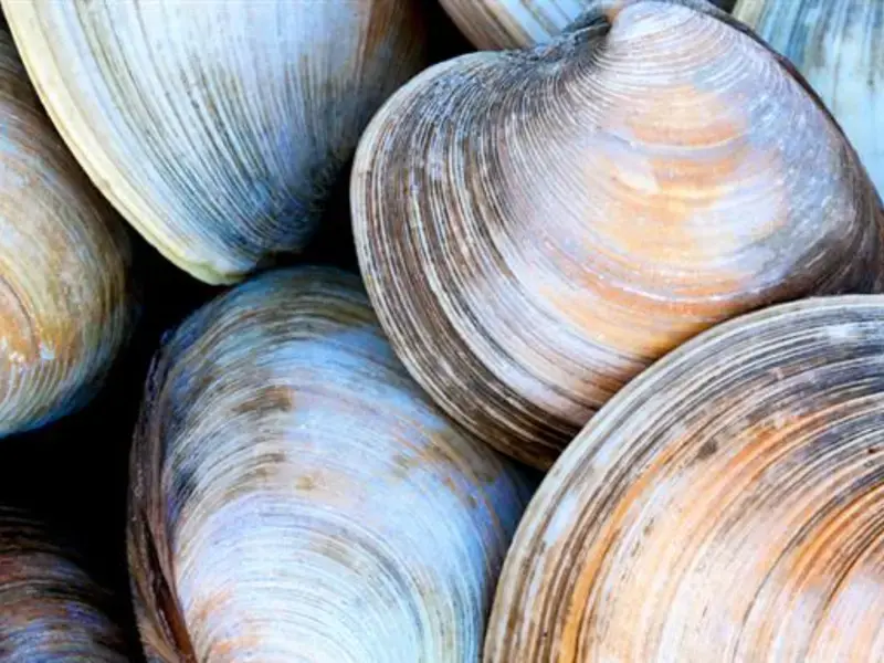 How To Clean Clams: An Essential Guide