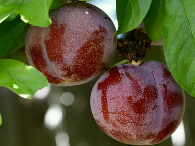 What Is A Pluot?