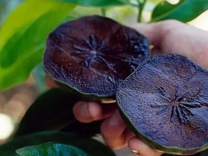 Black Sapote: The Fruit That Tastes Like Chocolate Pudding